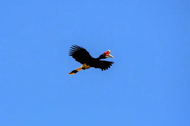 Photo of Rhinoceros hornbill in flight