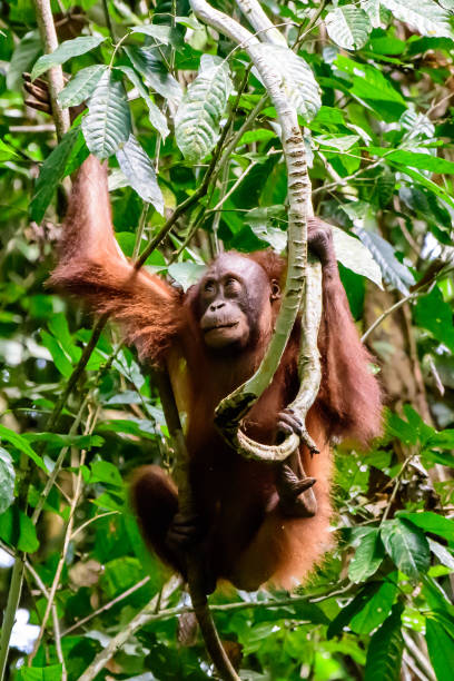 istock Adolescent orangutan swinging in the trees 665839304