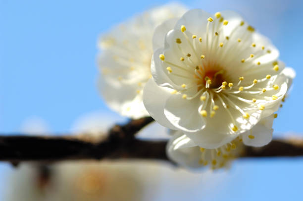 30+ Haru Pictures Stock Photos, Pictures & Royalty-Free Images
