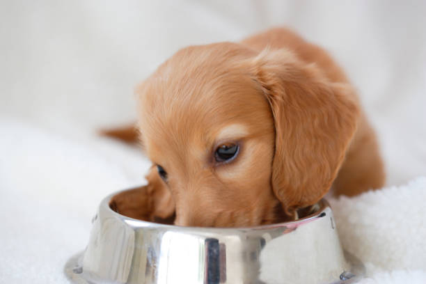 istock Miniature Dachshund puppy 665842270