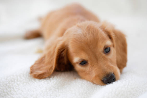 istock Miniature Dachshund puppy 665842274