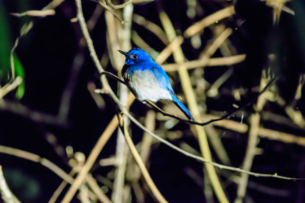 Malaysian Blue flycatcher at night resting