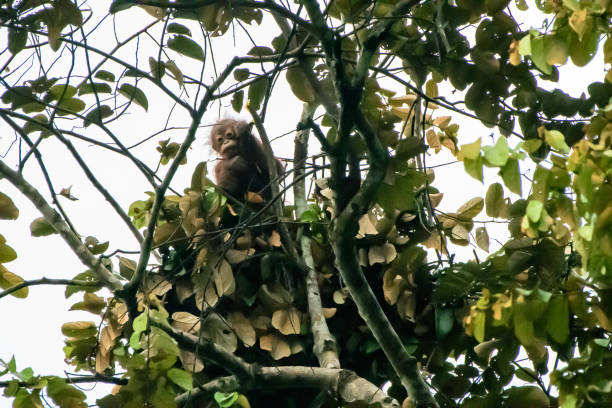 baby orangutan peering out of its nest stock photo