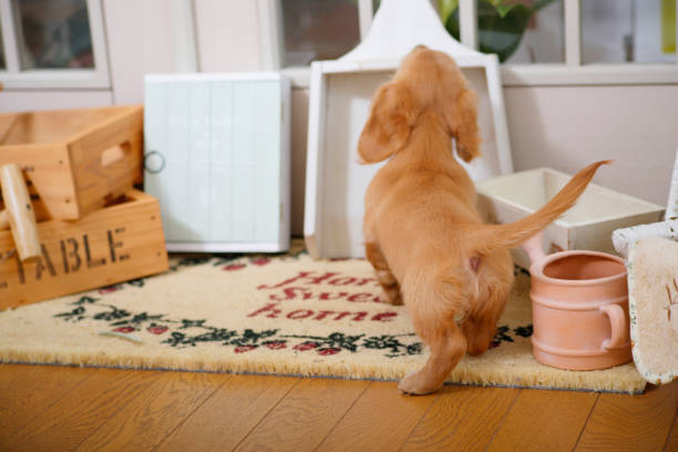 子犬の裏 - miniature dachshund ストックフォトと画像