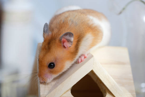 istock The adventures of Hamster 665845938
