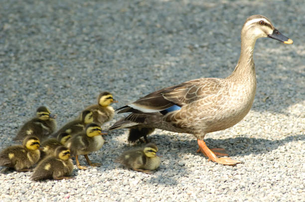 istock Spot-billed duck family 665848046