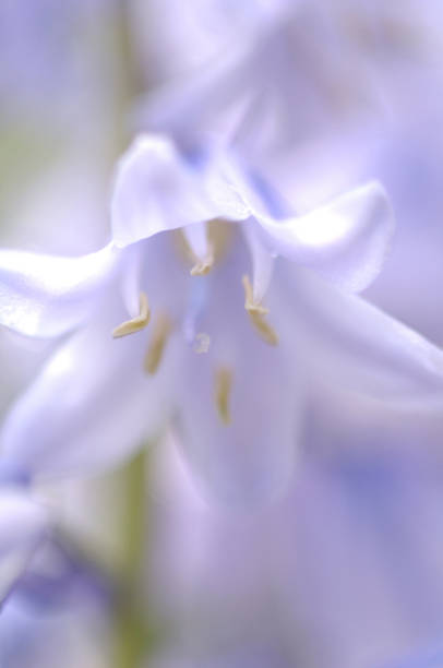 istock Tsuriganesissen 665848760