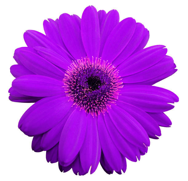 istock violet gerbera flower, white isolated background with clipping path.   Closeup.  no shadows.  For design.  Nature. 665848930