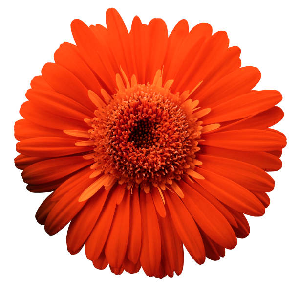 istock red gerbera flower, white isolated background with clipping path.   Closeup.  no shadows.  For design.  Nature. 665848938