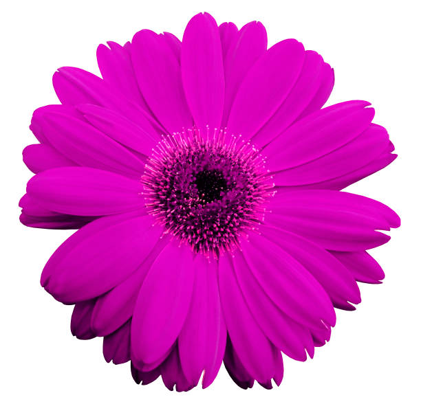 istock pink gerbera flower, white isolated background with clipping path.   Closeup.  no shadows.  For design.  Nature. 665849116