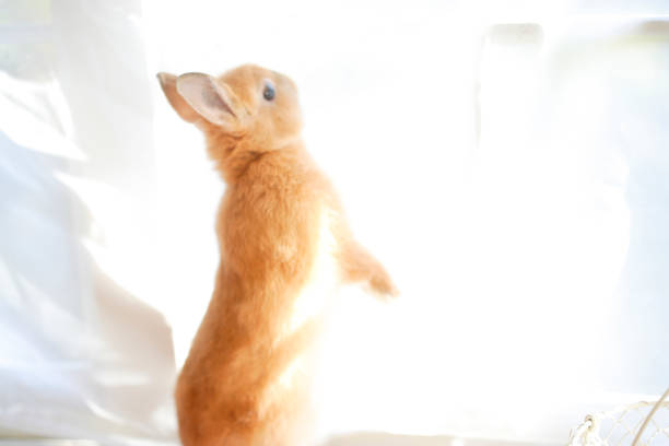 close up of a white rabbit