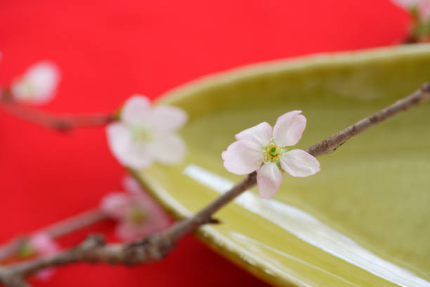 Early-flowering cherry tree in early spring
