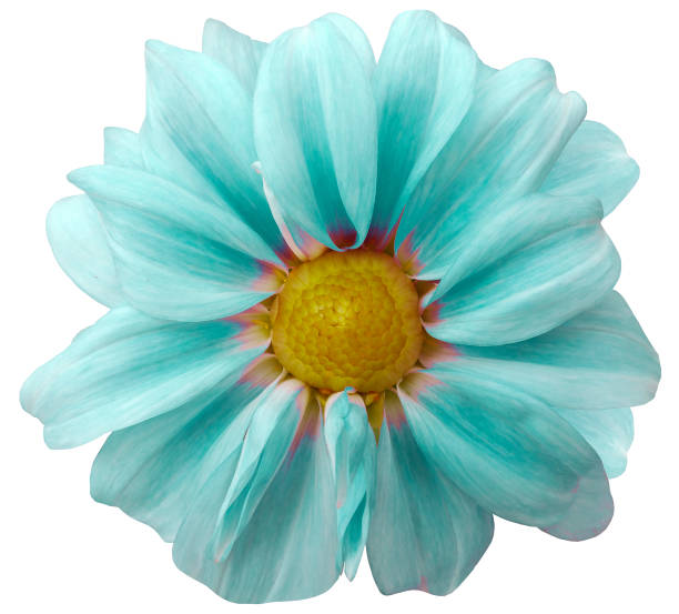istock Dahlia light turquoise  flower.  white background isolated  with clipping path. Closeup. with no shadows.  Nature. 665850326