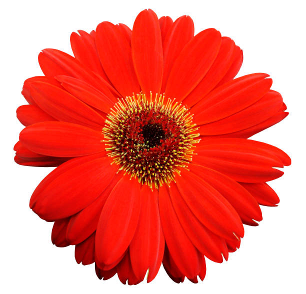 istock red gerbera flower, white isolated background with clipping path.   Closeup.  no shadows.  For design.  Nature. 665850332