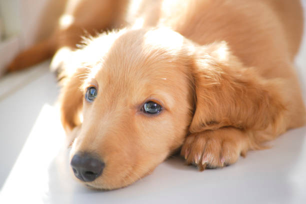 子犬の時間 - miniature dachshund ストックフォトと画像