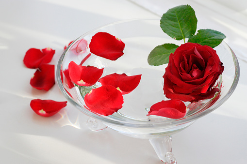 Red Rose Stock Photo - Download Image Now - Flower, Glass - Material,  Horizontal - iStock