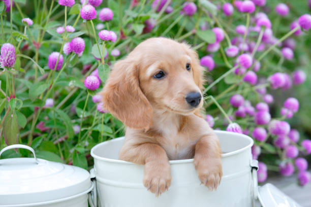 子犬白缶と千日紅 - miniature dachshund ストックフォトと画像