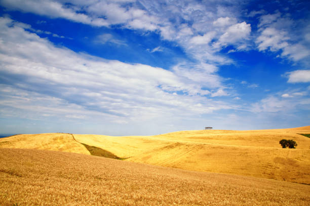 istock Autumn wheat field scenery 665855534