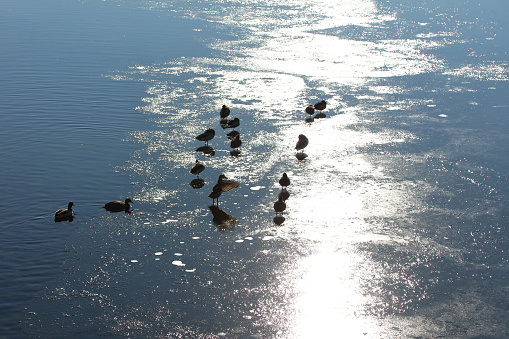 Flock of ducks on the winter sea