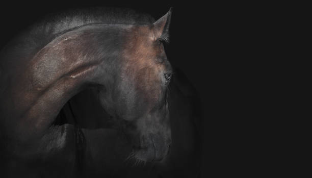 istock Portrait of a horse. 665856110