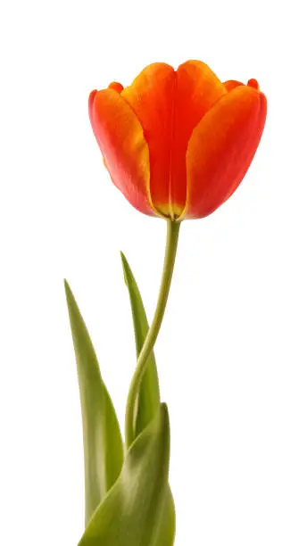 Single Tulip clean white background
