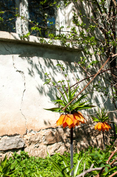 istock Fritillaria imperialis closeup 665866340