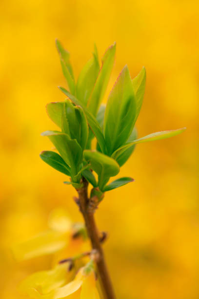 istock Young leaves of Forsythia 665868048