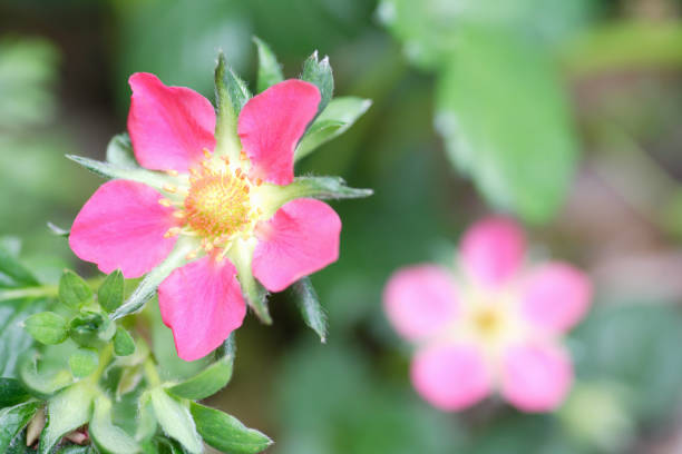Strawberry flowers