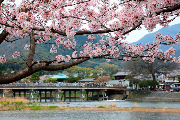 istock Cherry togetsu-Kyo blooms 665871156