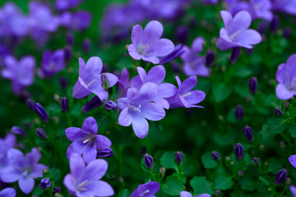 Bellflower Bellflower campanula stock pictures, royalty-free photos & images