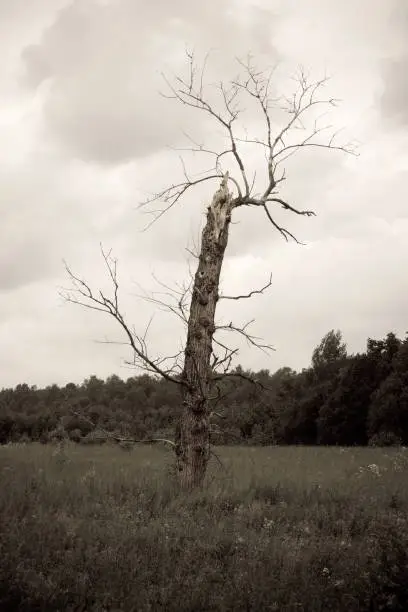 Dead tree in the Russian outback