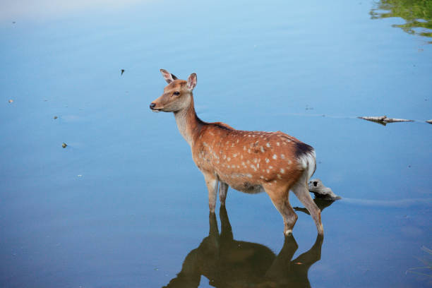 istock Deer enters the pond 665872866