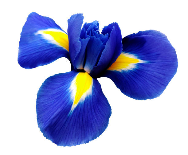 istock iris blue flower. white isolated background with clipping path.  Closeup  no shadows. Nature.