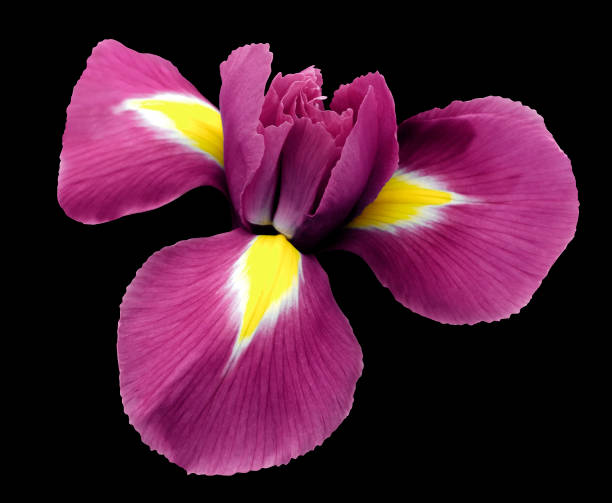 istock iris pink flower. black isolated background with clipping path.  Closeup  no shadows. Nature.