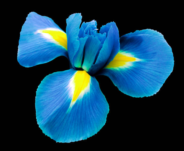 虹彩光の青い花クリッピング パスと黒の隔離された背景。 クローズ アップ影もないです。自然"。n - iris single flower flower outdoors ストックフォトと画像