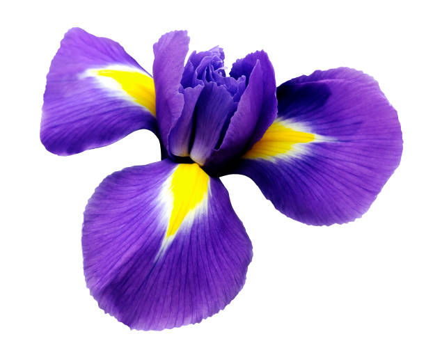iris  flower. white isolated background with clipping path.  Closeup  no shadows. Nature.
