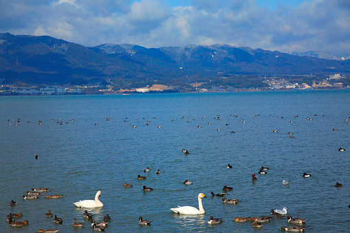 Lake Biwa and the Swan