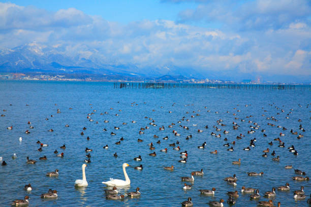 Lake Biwa and the Swan