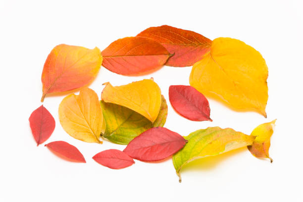 istock The autumn leaves 665880030