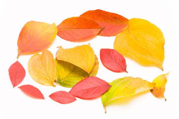 istock The autumn leaves 665880036