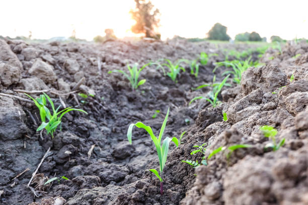 istock Row pattern of plowed field and sprout corn with sunlight in countryside or rural, begin or start up life concept 665885630