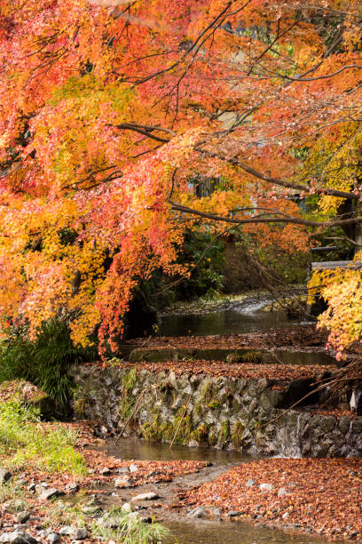 istock maples in Mt.Takao 665888606