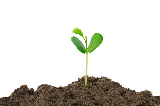 istock Sprout growing out from soil isolated on white background 665889244