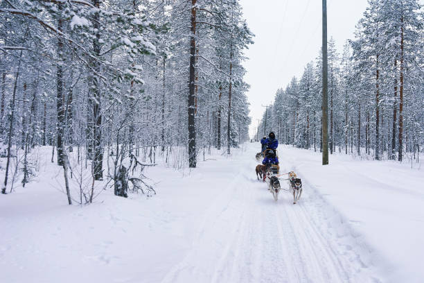 istock Husky sledge in Lapland forest Finland 665890838