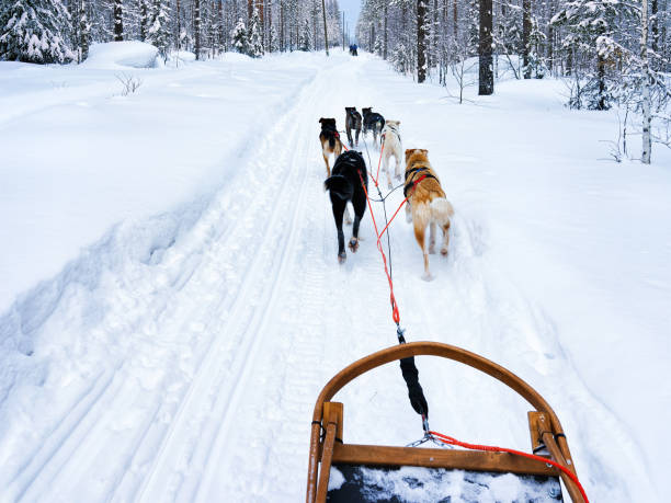 istock Husky sledge at Lapland Finland 665890858
