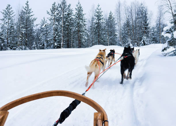 istock Husky sledge at Lapland in Finland 665891106