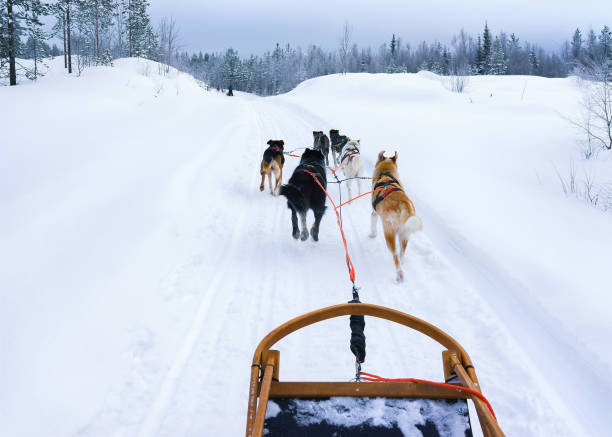 istock Husky sledge at Lapland of Finland 665891230
