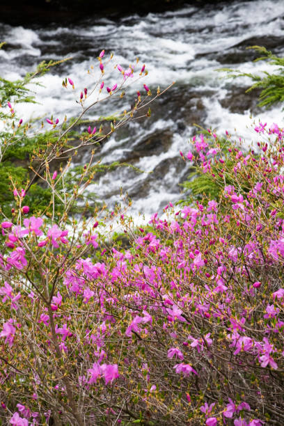 istock Blooming rhododendron wadanum ryuzu waterfall 665892936