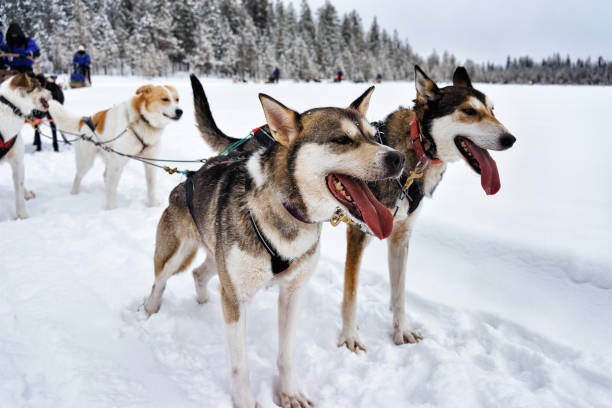 istock Husky in sledge Lapland Finland 665892952