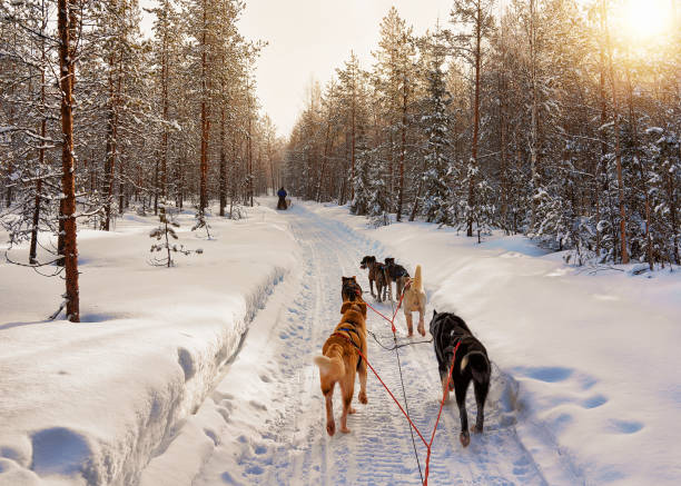 istock Husky sled in Lapland in Finland 665892982